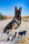 German Shepherd in the Coachella Valley-California Art Print